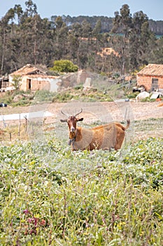 Brown goat looks directly into the lens and considers whether or not it is being threatened. Odemira region Portugal photo