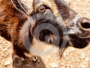 Brown goat at a petting zoo
