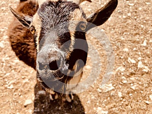 Brown goat at a petting zoo