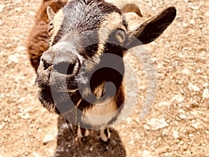 Brown goat at a petting zoo