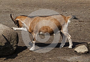 Brown goat from the Safari Park