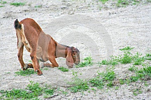The brown goat uses the front leg to kneel sitting for eat grass on sand background