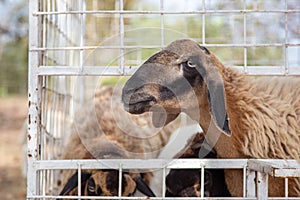 Brown goat waiting for feeding food in cage