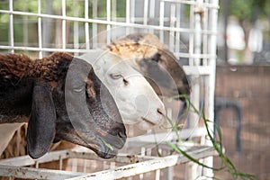 Brown goat waiting for feeding food in cage