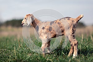 Brown goatling with dark brown spots in the meadow background