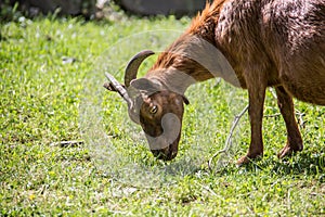 Brown goats foraging