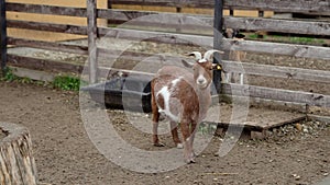 One box with brown fur. Goat in the meadow. Brown goats with horns on a farm in the summer.