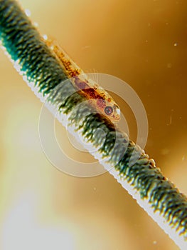 brown goby fish with beautiful eyes