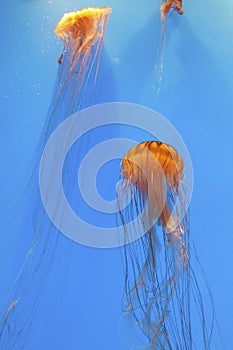 Brown and Gold Sea Nettles