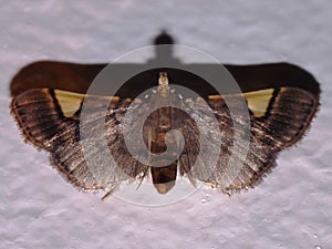 a brown with gold triangles Grass moth (family Crambidae)