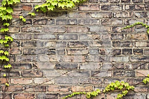 Brown / Gold Weathered Brick Texture or Urban Wall Background with Ivy Frame