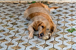 Brown golden dog eating bone in a sidewalk