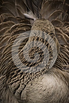 Brown goose photo