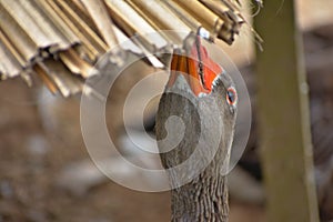 Brown goose nibbling on straw in Barranco Miraflores Lima Peru photo