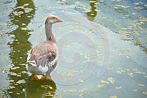 Brown goose standing turned around in a pond in Barranco Miraflores Lima Peru photo