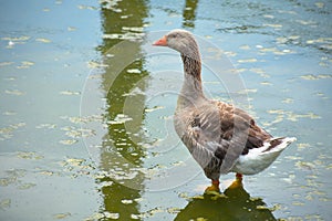 Brown goose standing turned around in a pond in Barranco Miraflores Lima Peru photo