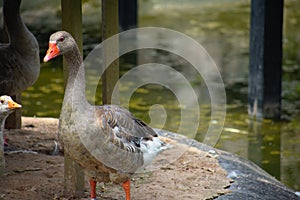 Brown goose walking near a pond in Barranco Miraflores Lima Peru photo