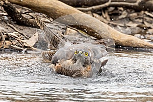 Brown Goshawk in Victoria, Australia photo