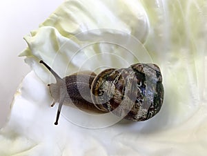 Brown Grape snail lat.Helix pomatia