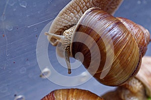 Brown grape snail on the wall of a plastic box
