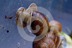 Brown grape snail on the wall of a plastic box