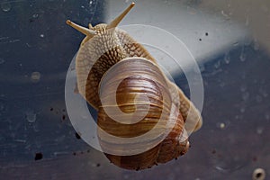 Brown grape snail on the wall of a plastic box