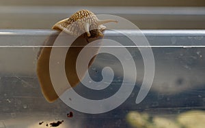 Brown grape snail on the wall of a plastic box