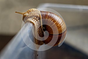 Brown grape snail on the wall of a plastic box