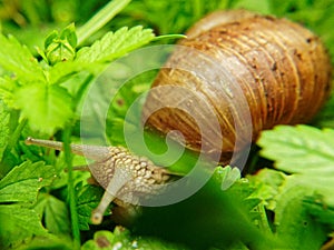 Brown grapevine snail in green thickets.