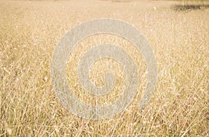 Brown grass flower field background