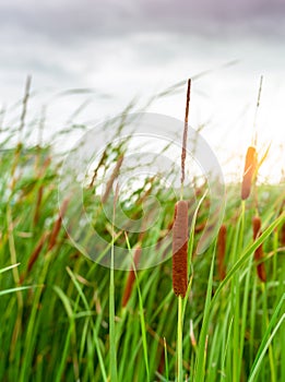 Brown grass flower with green leaves. Grass flower field with morning sunlight. Typha angustifolia field. Cattails on blurred