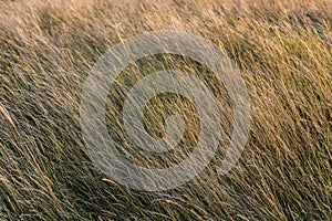 Brown grass flowers and Sun, brown grass flower field with nature brown background