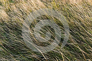 Brown grass flowers and Sun, brown grass flower field with nature brown background