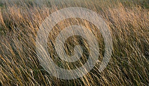 Brown grass flowers and Sun, brown grass flower field with nature brown background