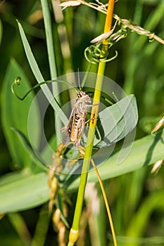 Brown grass hopper crawling up plant