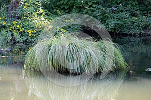 Brown Grass Sedge, Carex comans, secta photo