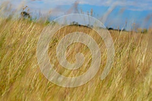 Brown grasses background by blue cloudy sky