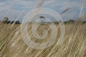 Brown grasses background by blue sky