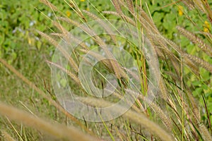 Brown grasses background by green leaves