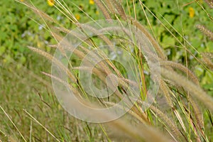 Brown grasses background by green leaves