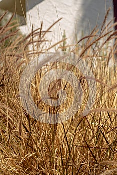 Brown grasses blowing in wind nature background