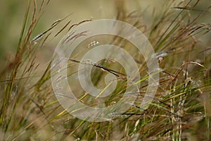 Brown grasses field with sunshine