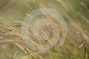 Brown grasses field with sunshine