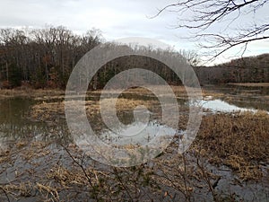 Brown grasses and trees in water in winter