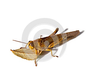 Brown grasshopper