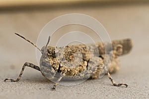 Brown Grasshopper