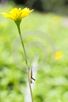 The brown grasshopper