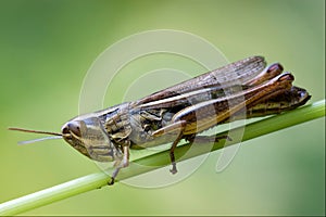 Brown grasshopper chorthippus brunneus in photo