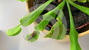 A brown grasshopper Chorthippus brunneus sits on a Venus flytrap