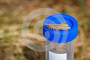 A brown grasshopper, Chorthippus dorsatus